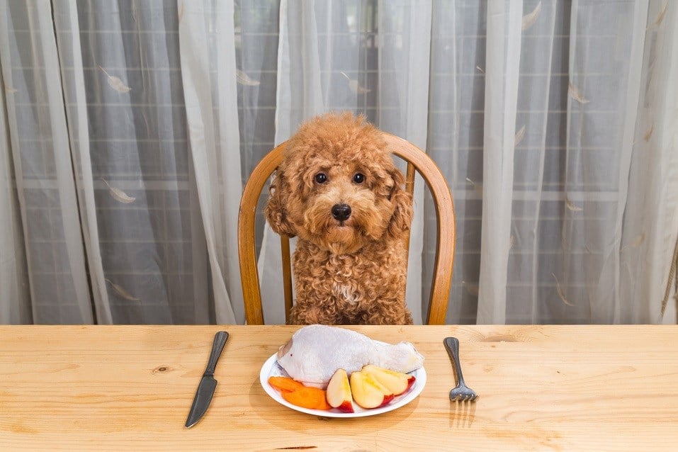 dog having delicious raw meat