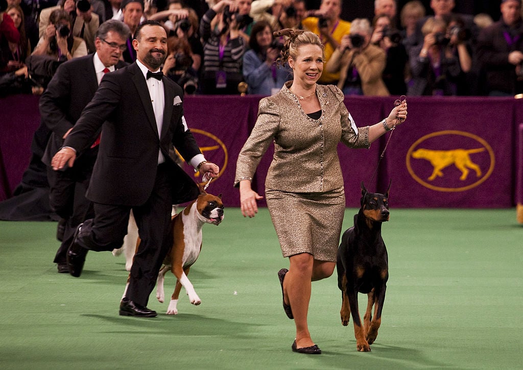 Westminster dog show