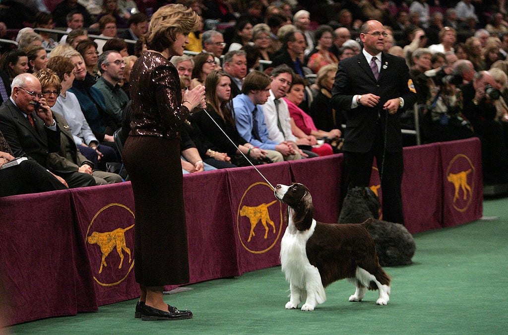 Westminster dog show