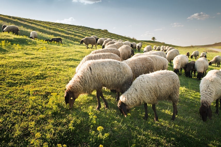 Flock of sheep