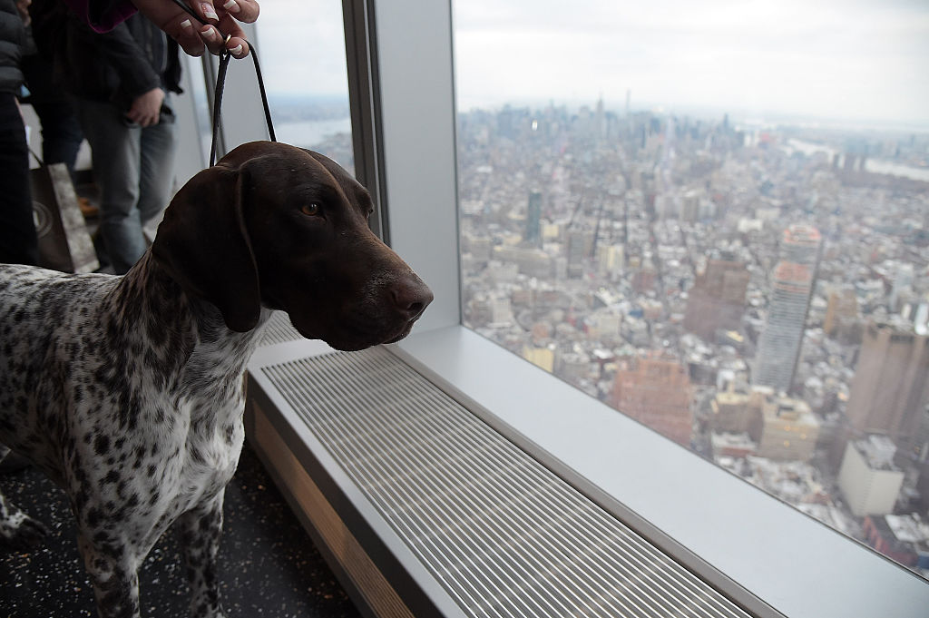 German shorthaired pointer
