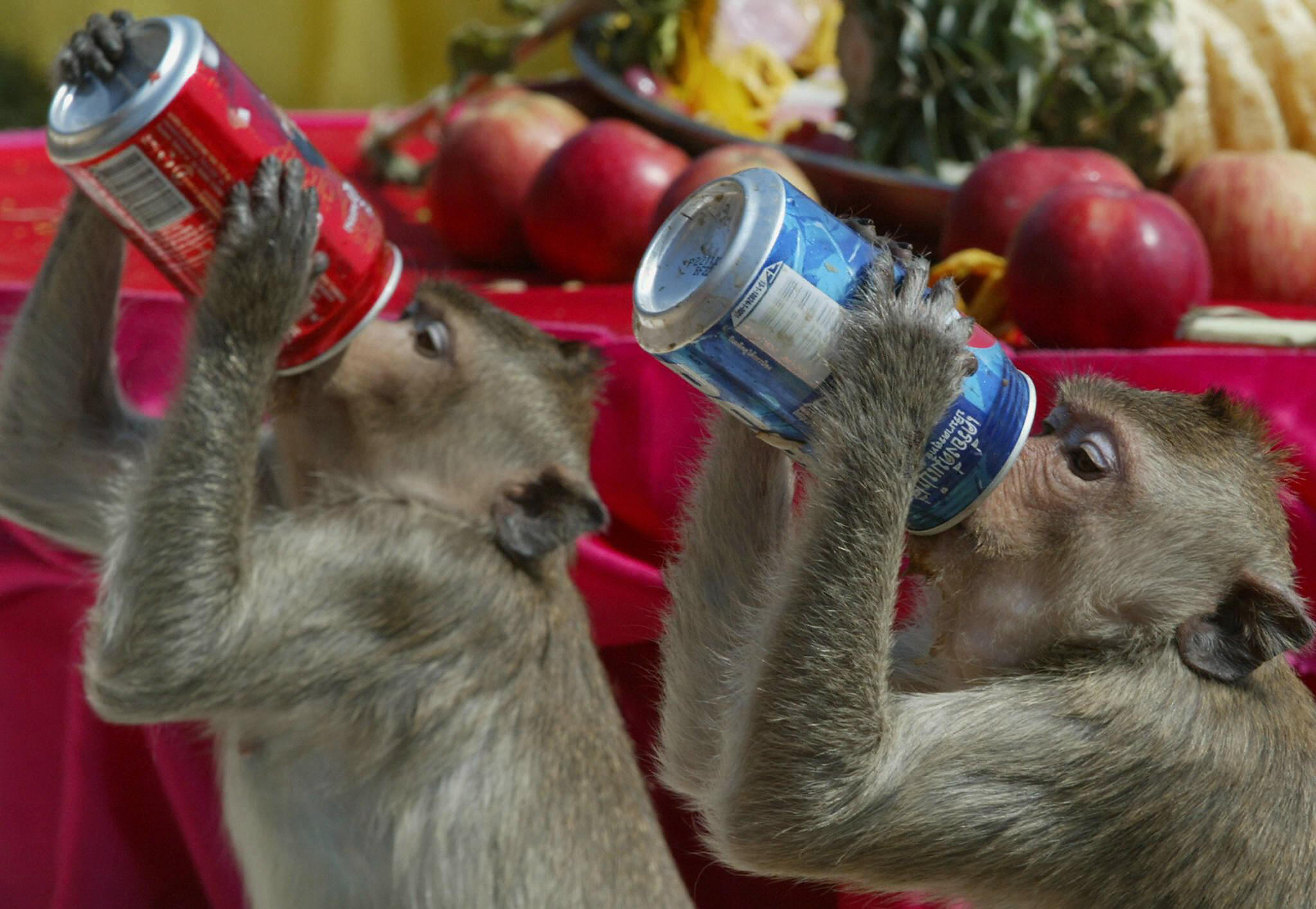 Two monkeys chug soda, showing a real lack of willpower and a poor diet