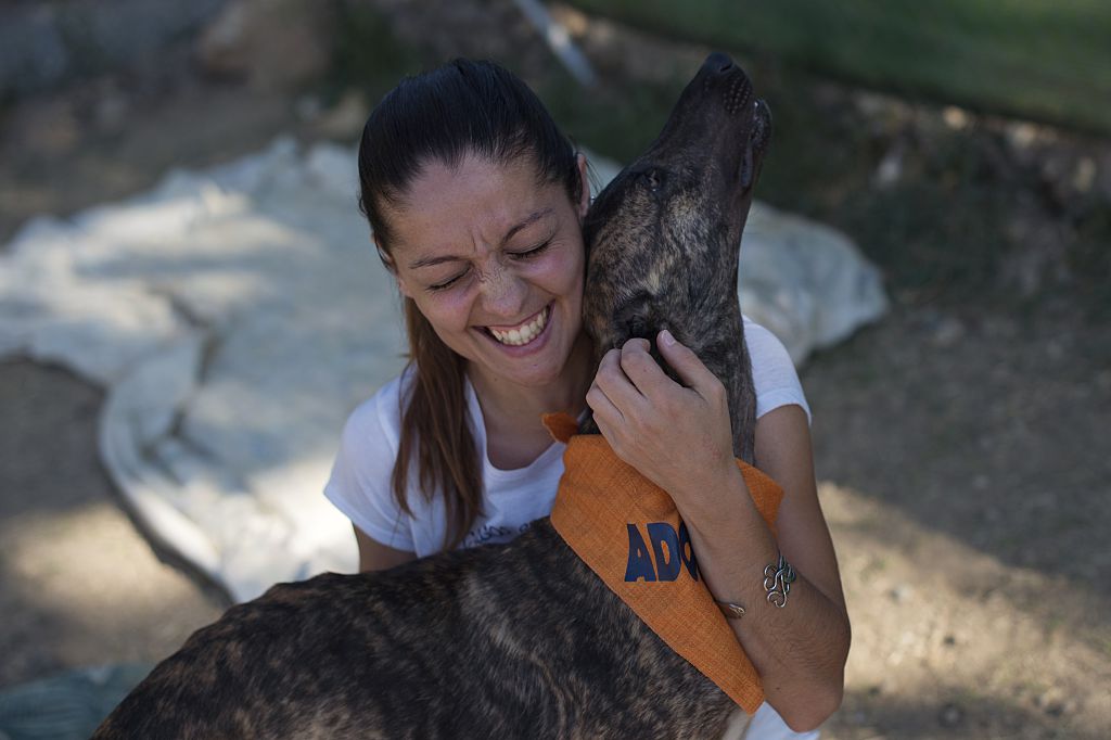 Greyhound at Alhaurin de la Torre dog shelter
