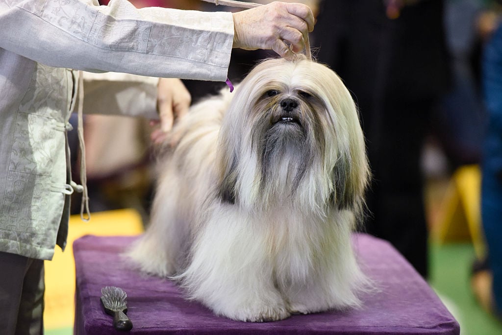 A Shih Tzu
