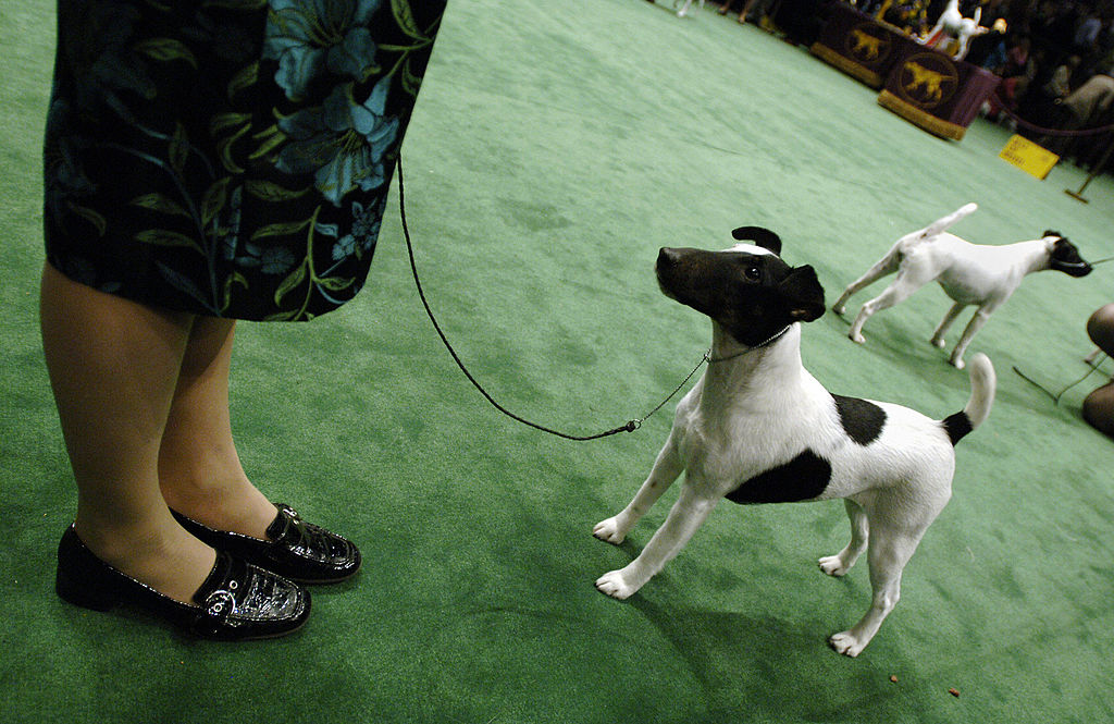 A smooth fox terrier looks up at its handler.