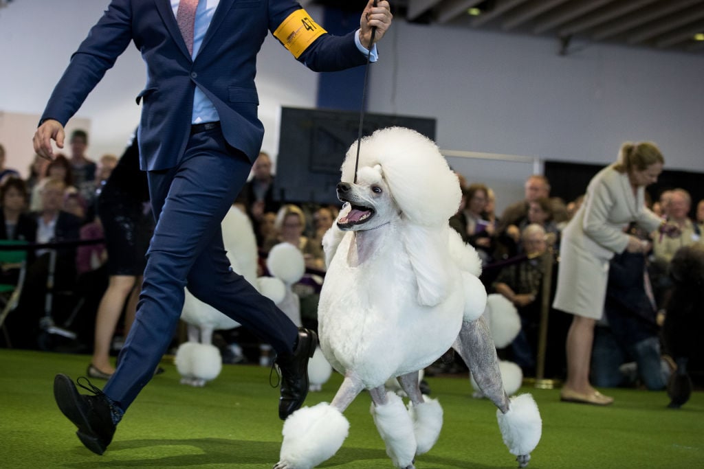 Dog show