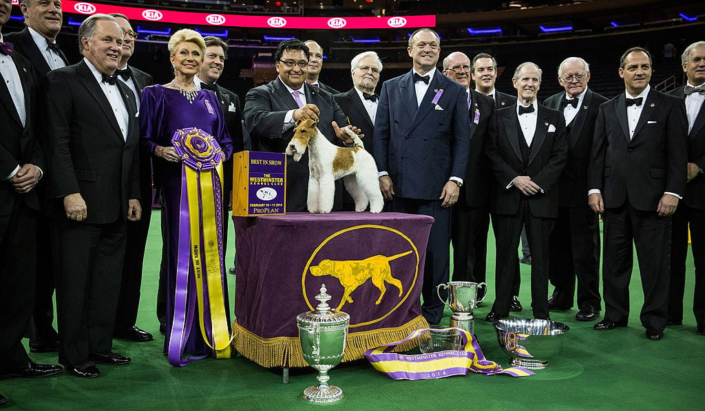 Sky, a Wire Fox Terrier, poses for a photo with her handler, Gabriel Rangel (C), after winning the Best in Show category