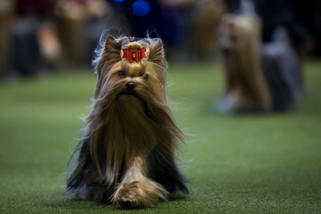 A Yorkshire Terrier walks during competition