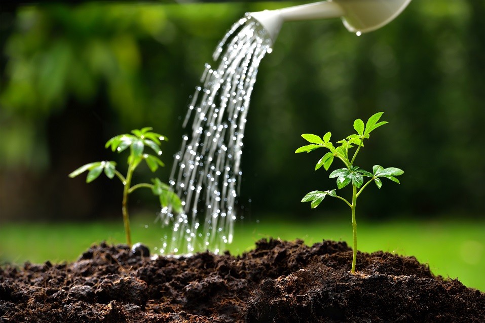 Sprouts watered from a watering can