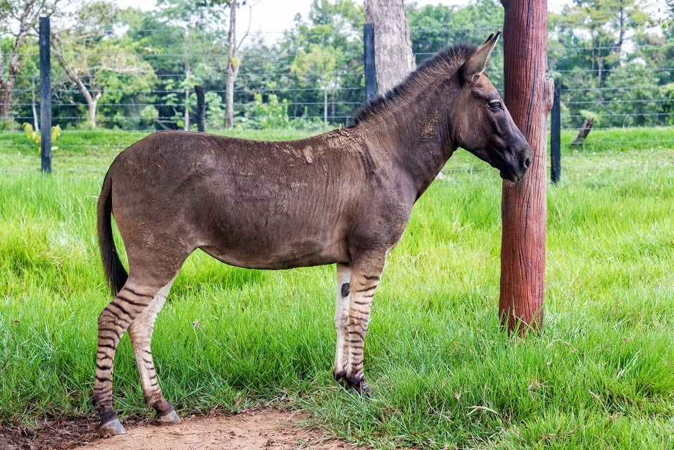 A zonkey is a cross between a donkey and a zebra