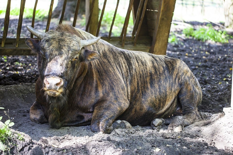 Zubron, a hybrid of domestic cattle