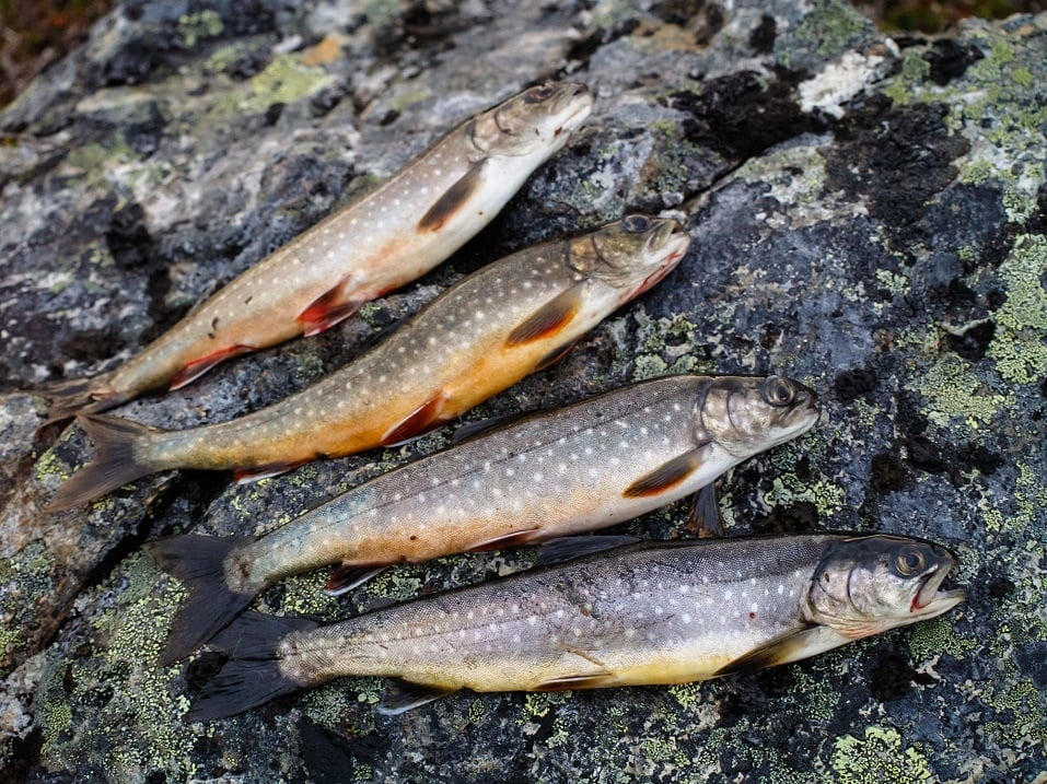 freshly caught arctic char