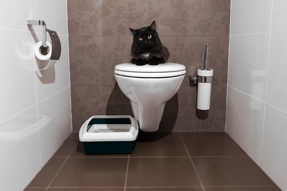 Black cat sitting on the human toilet