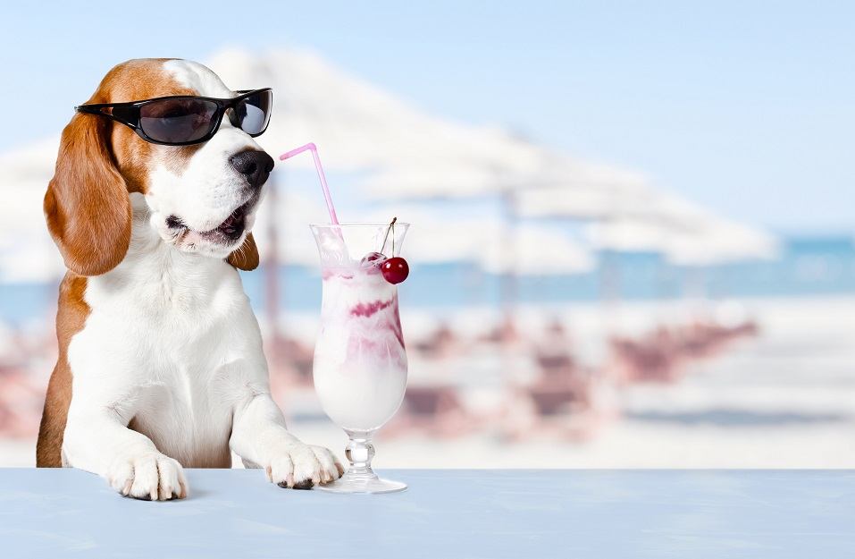 Dog in sunglasses drinking cocktail in bar