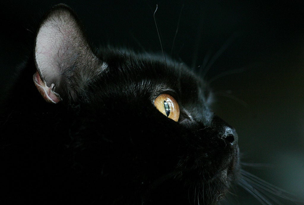 A black cat