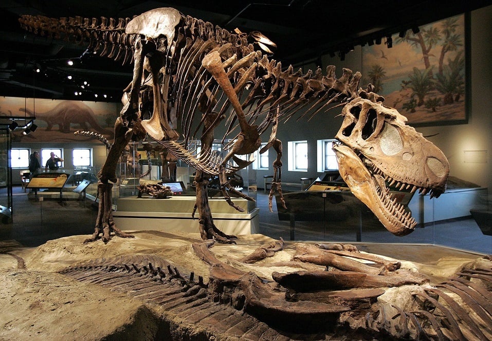 A theropod, part of the Evolving Planet exhibit, is displayed at the Field Museum.