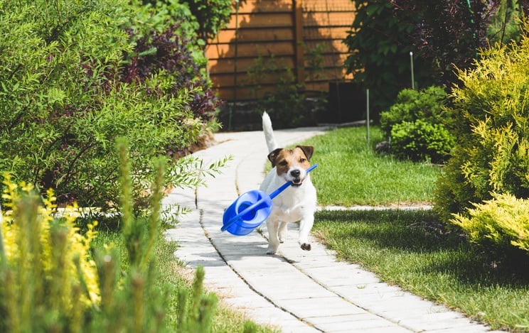 Jack Russell holding a watering can
