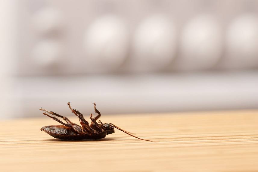 Dead cockroach