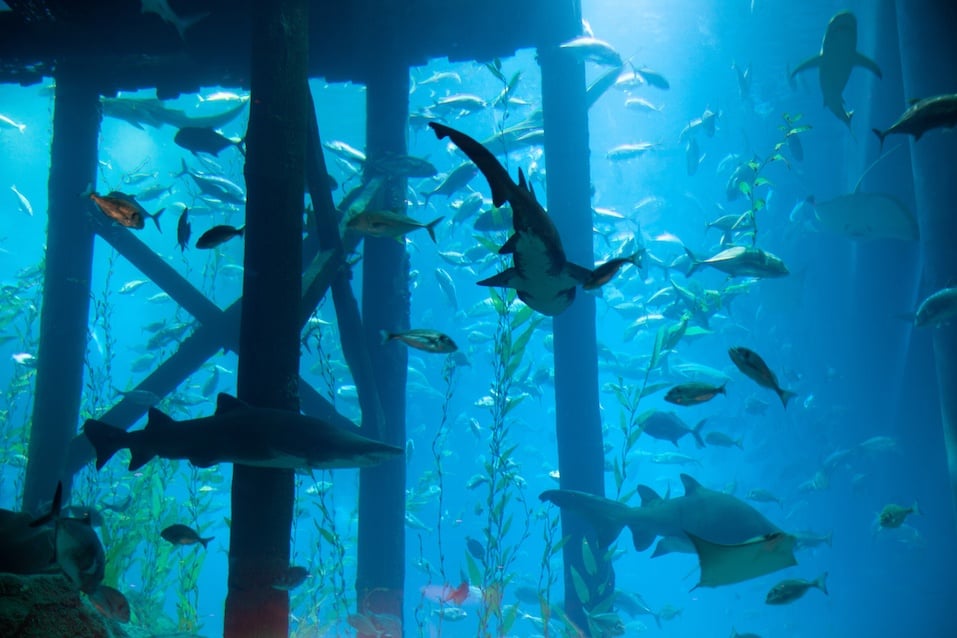 The Dubai Aquarium