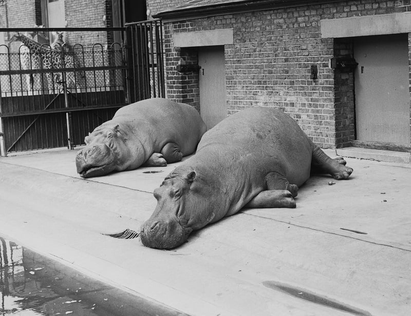 Two hippopotami basking in the sunshine at London Zoo