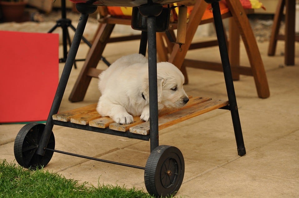 Golden retriever puppy sits under a grill.