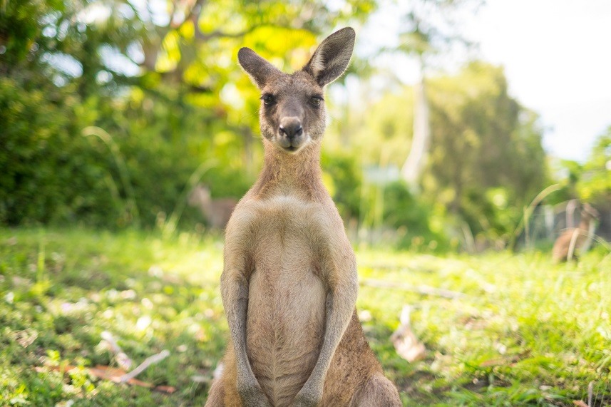 kangaroo is looking to camer