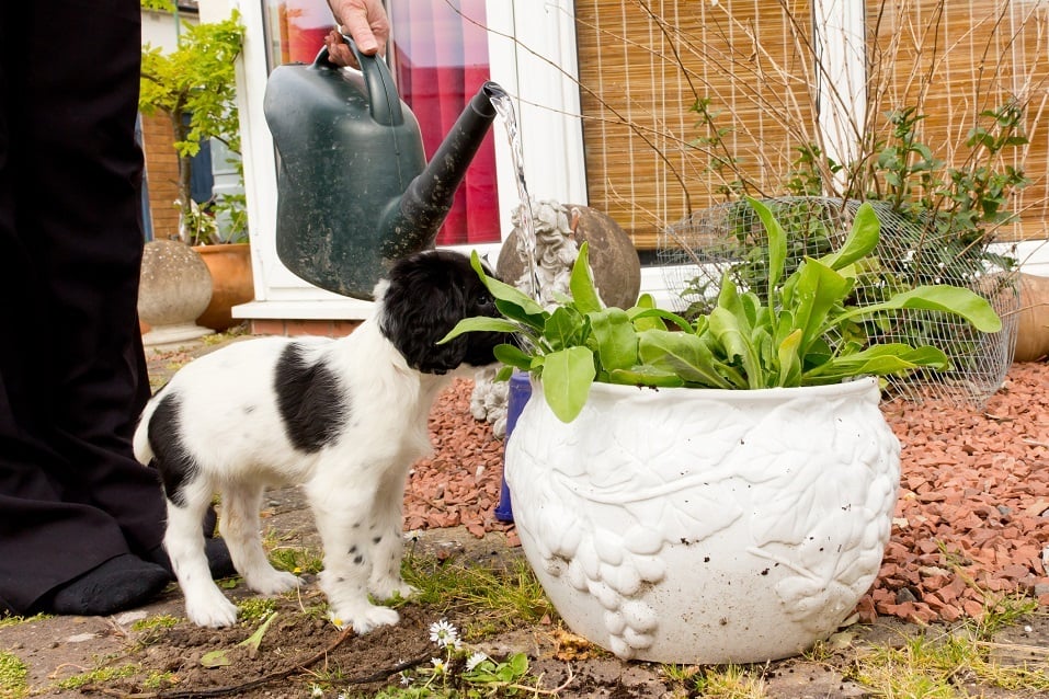 Spaniel puppy helps her owner water flowers