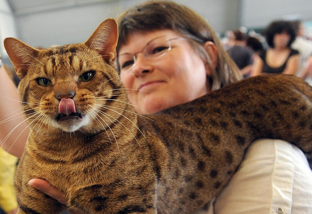 An owner poses with her Ocicat cat