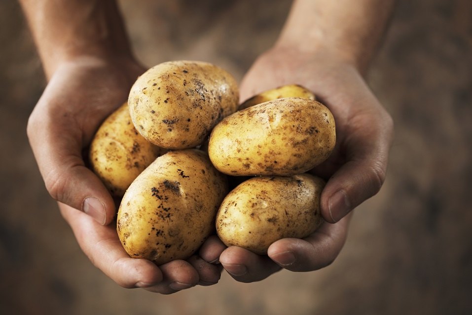 Two hands holding freshly harvested potatoes.