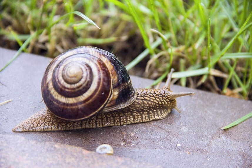 Snail
