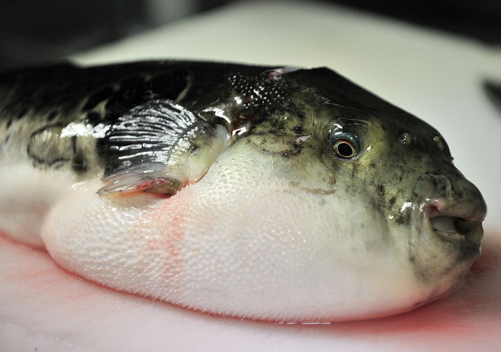 Pufferfish, known as fugu in Japan