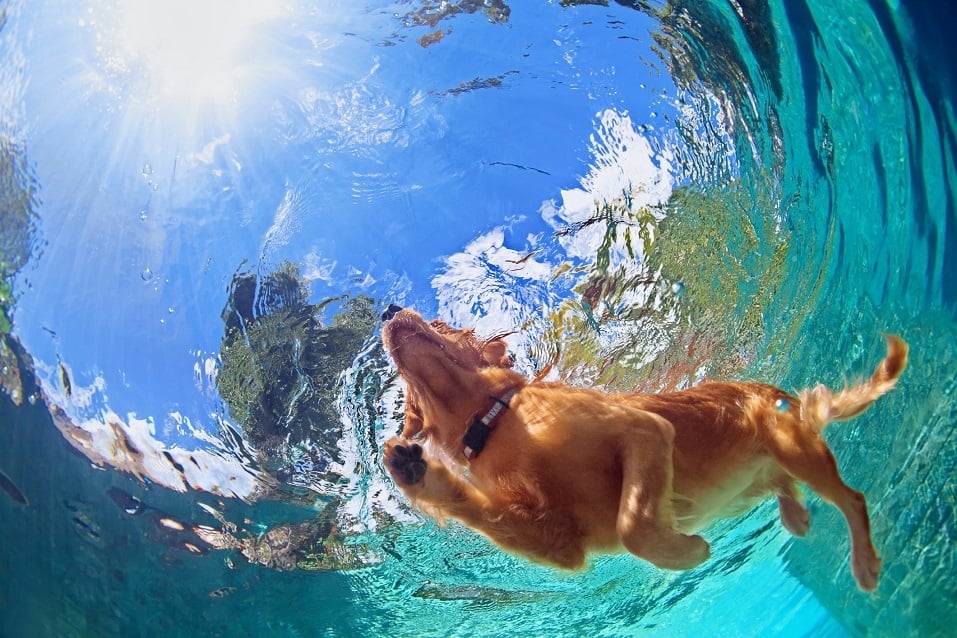 Labrador retriever swimming