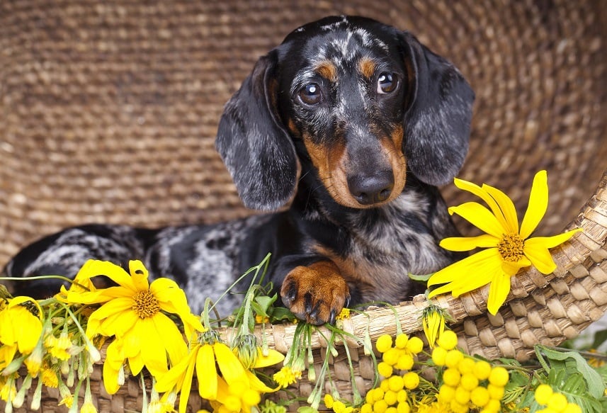 Dachshund dog and flowers