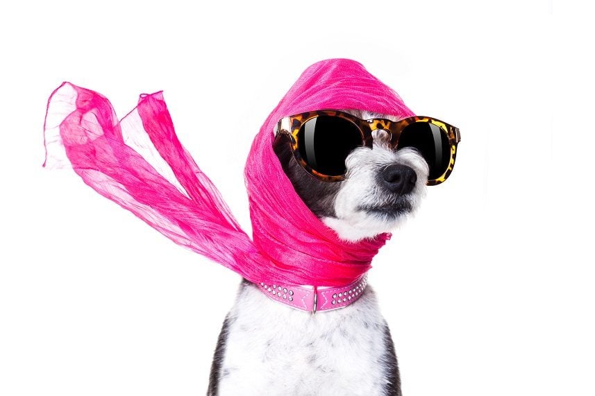 dog with sunglasses and scarf