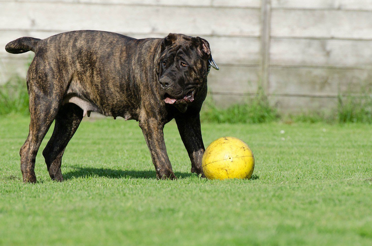 Presa Canario playing with a ball