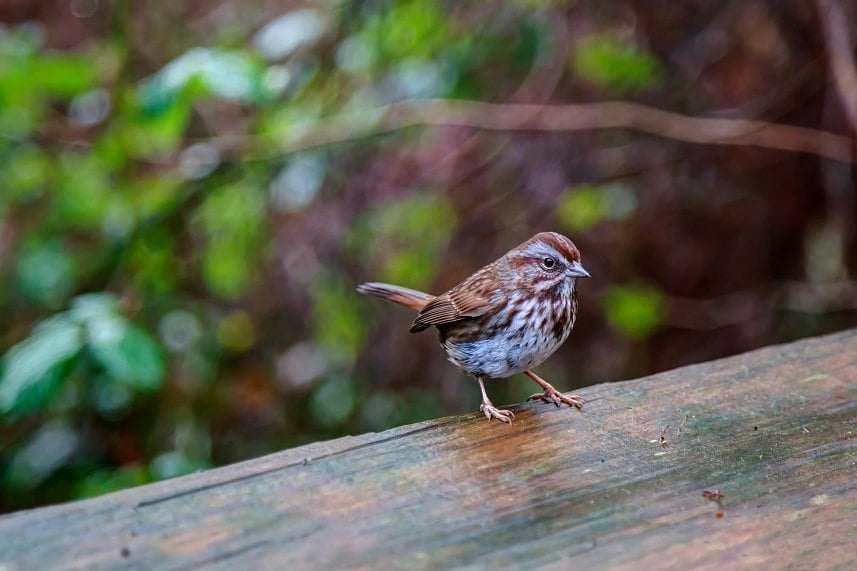 Golden sparrow
