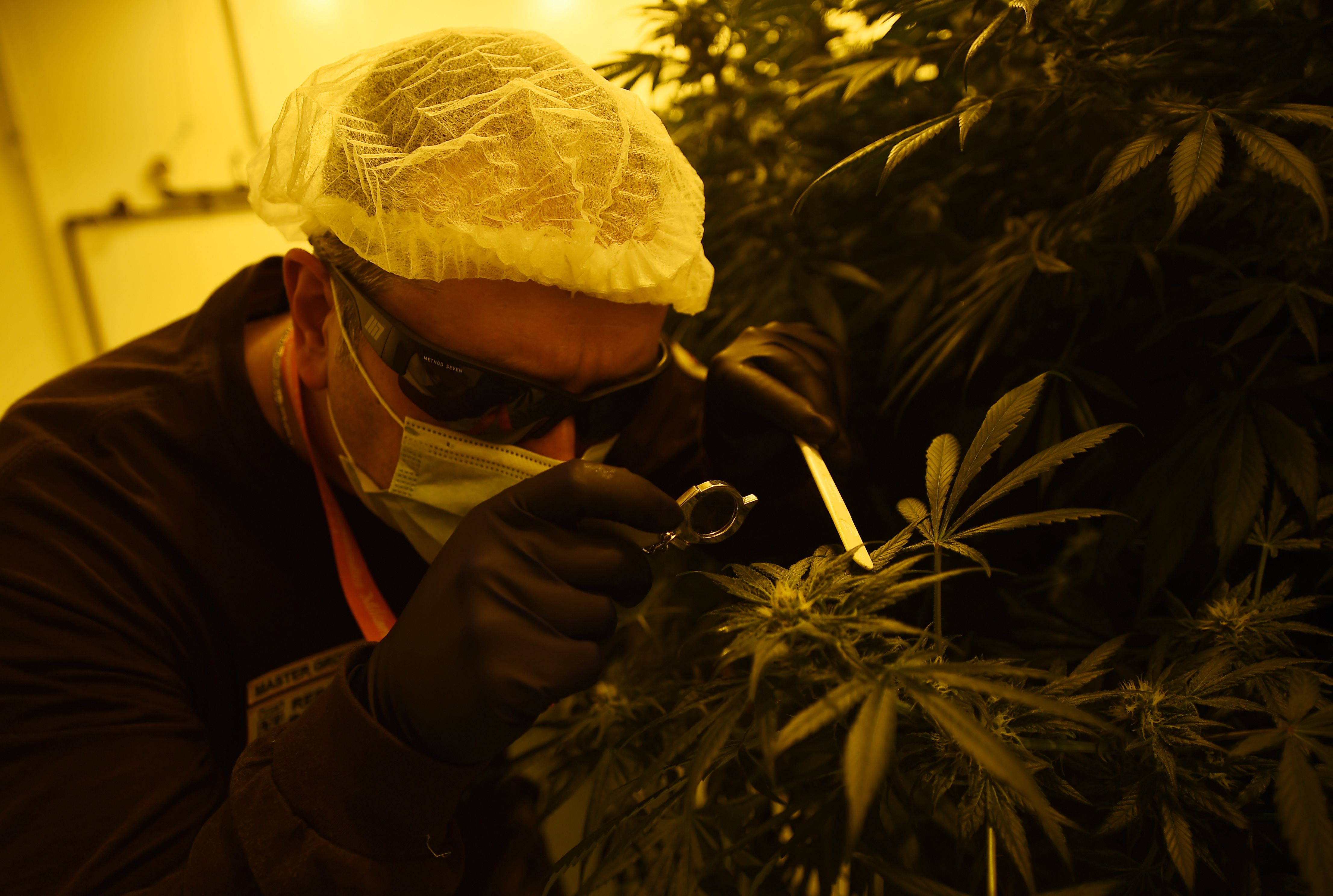 A researcher in a marijuana growing room inspects plant buds
