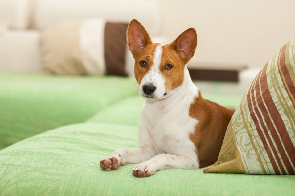 The Basenji is one of the most difficult dog breeds to train