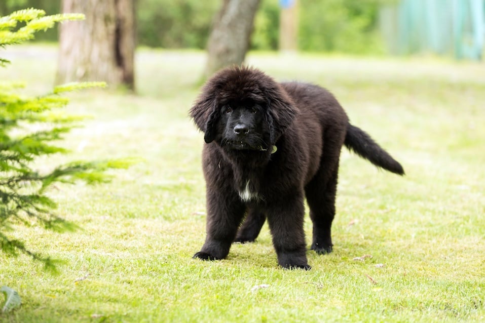 The Newfoundland is one of the best dogs for kids