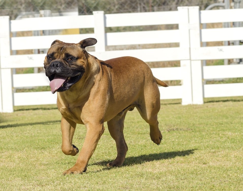 The mastiff is one of the most difficult dog breeds to train