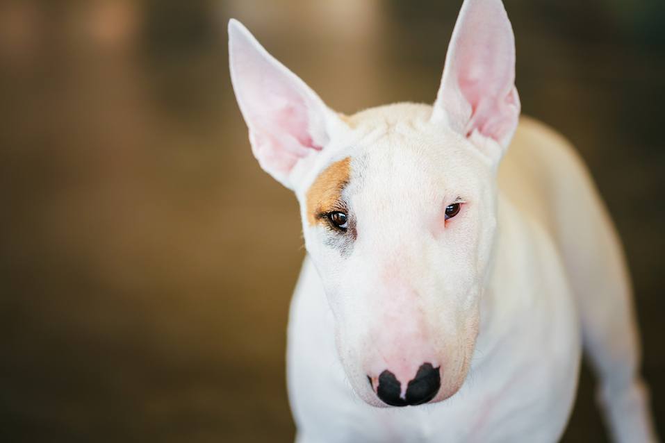 This Is The Most Commonly Banned Dog Breed In The Us