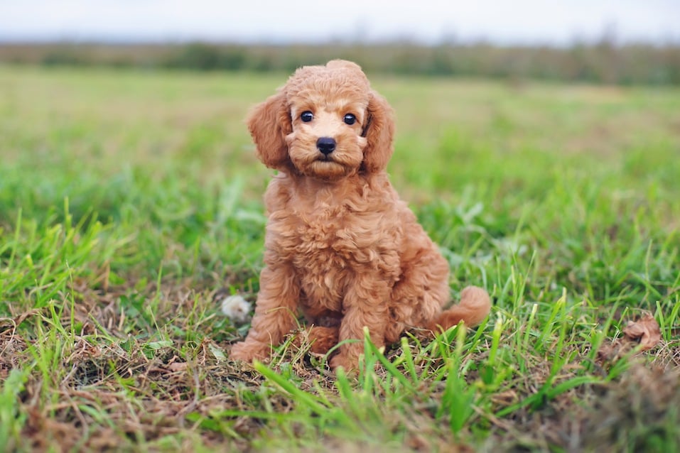 puppies that stay small forever