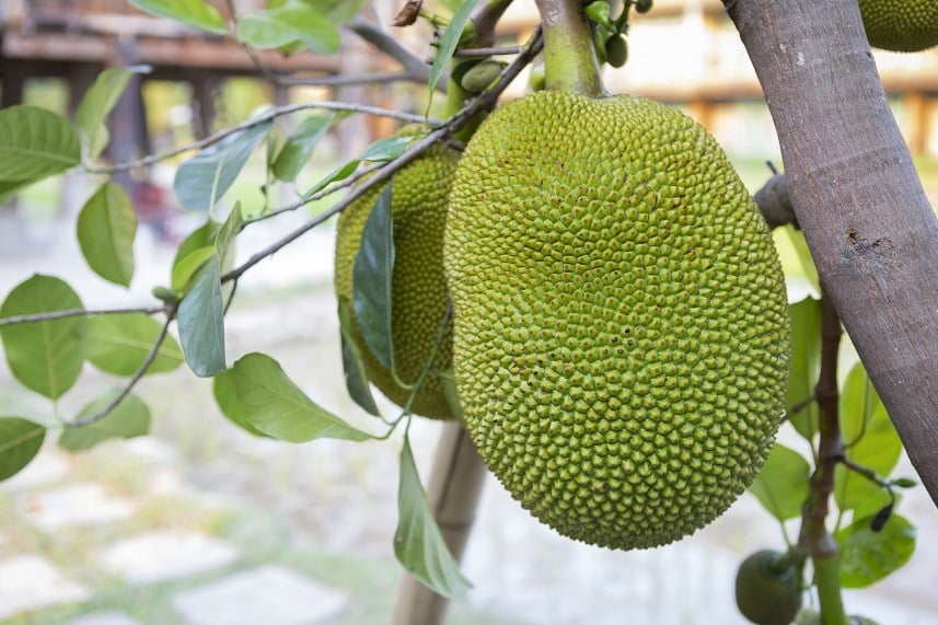 Green jackfruit