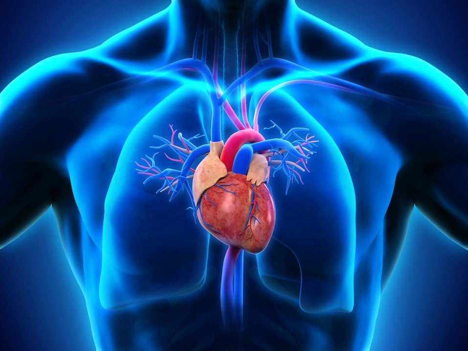 An illustration of the human heart