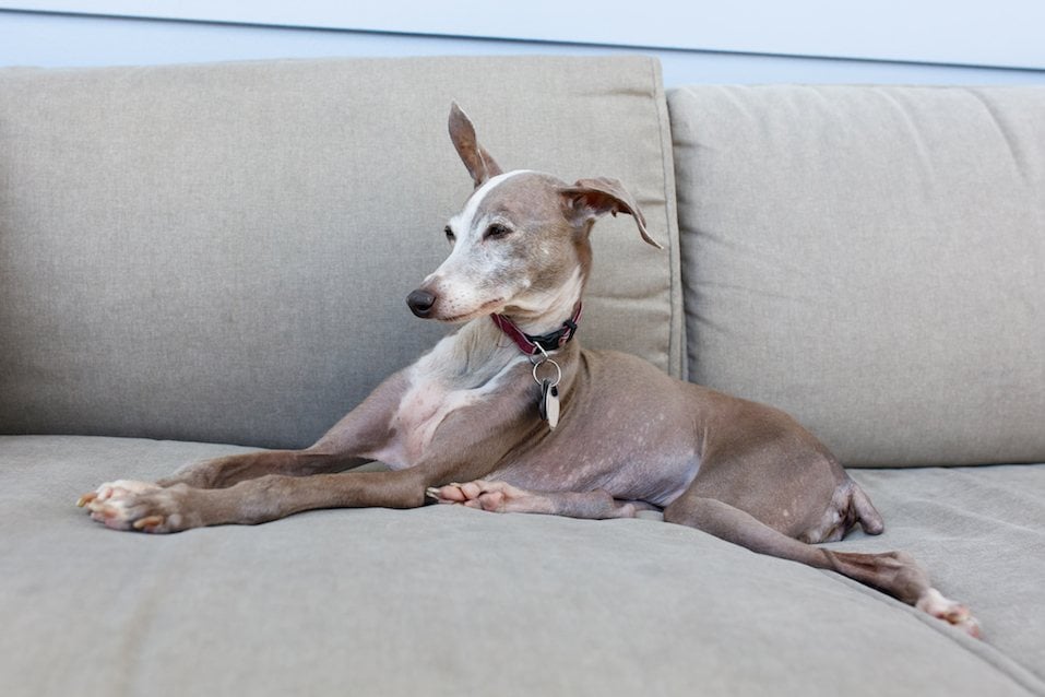Portrait of a female Italian Greyhound dog in a home setting.