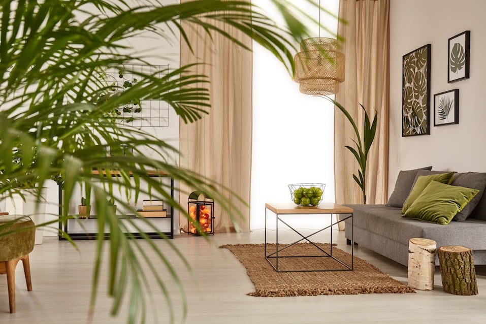 Living room with decorative palm, sofa and table
