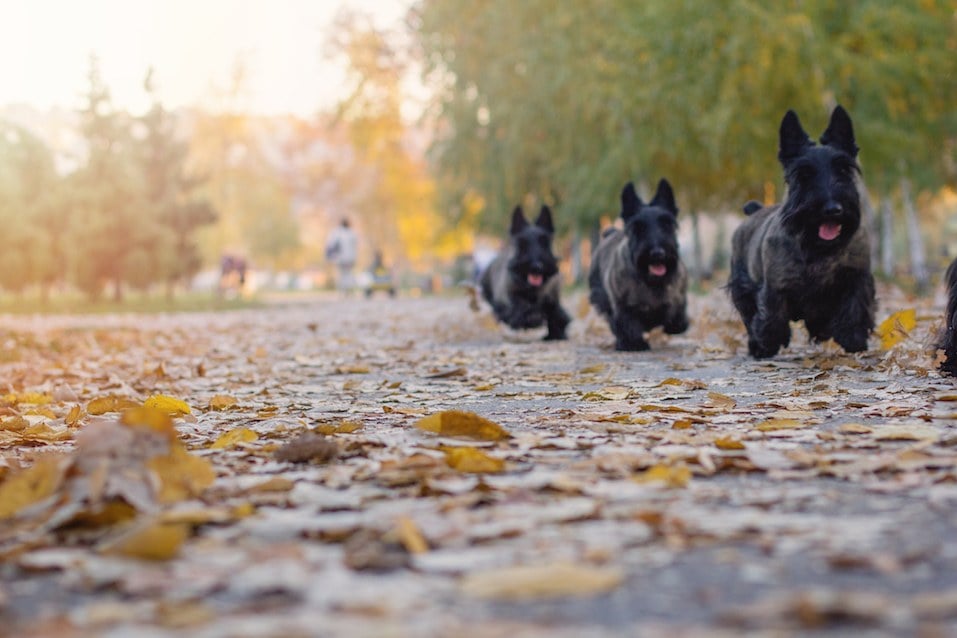 Multiple Scottish terriers run in a park on a beautiful autumn day
