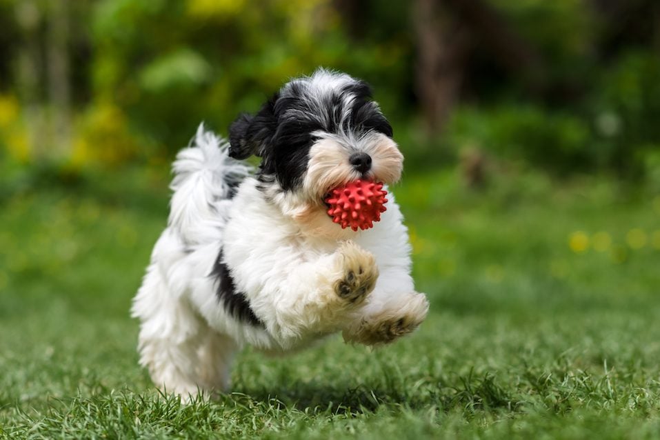 Playful havanese puppy running with his ball