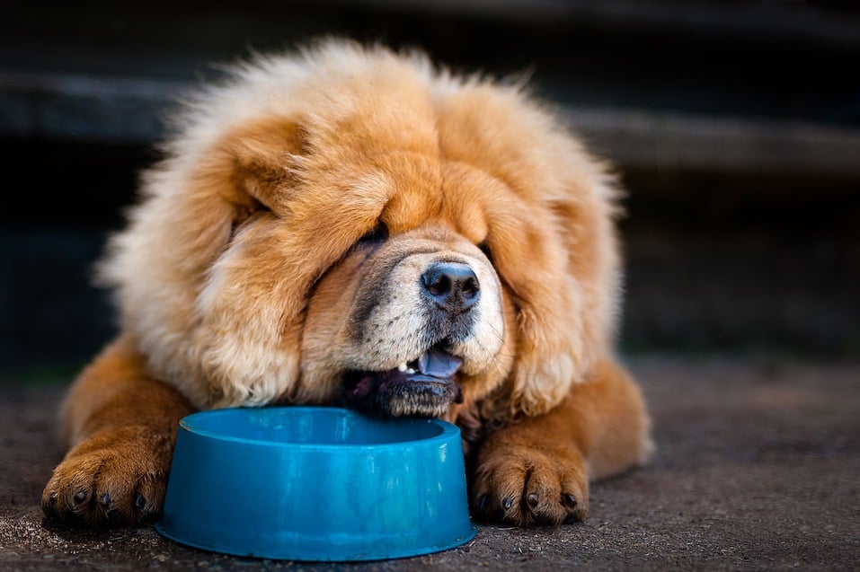 Chow-Chow drinking water