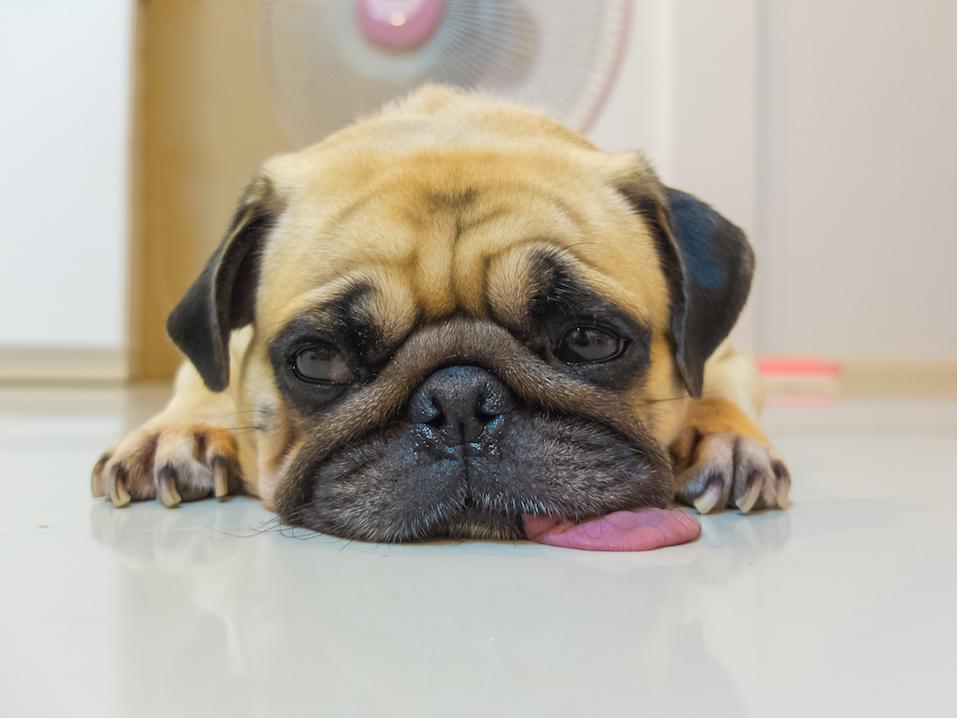 Cute dog puppy Pug sleep by chin and tongue lay on Floor and look to the left for see or wait someone